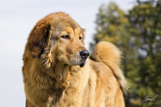 tibetsk doga